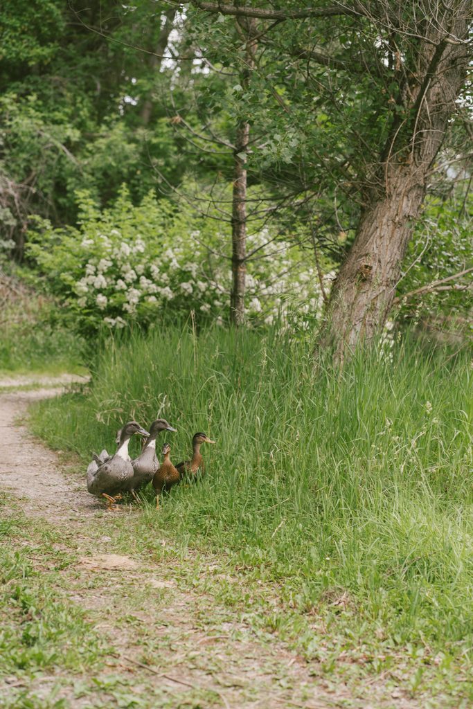 Ducks wandering the Stone Mountain Lodge property